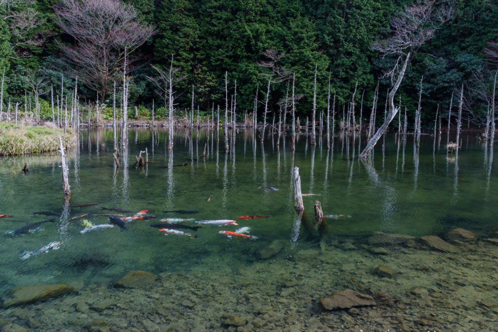 水没林が神秘的な一ノ俣桜講演